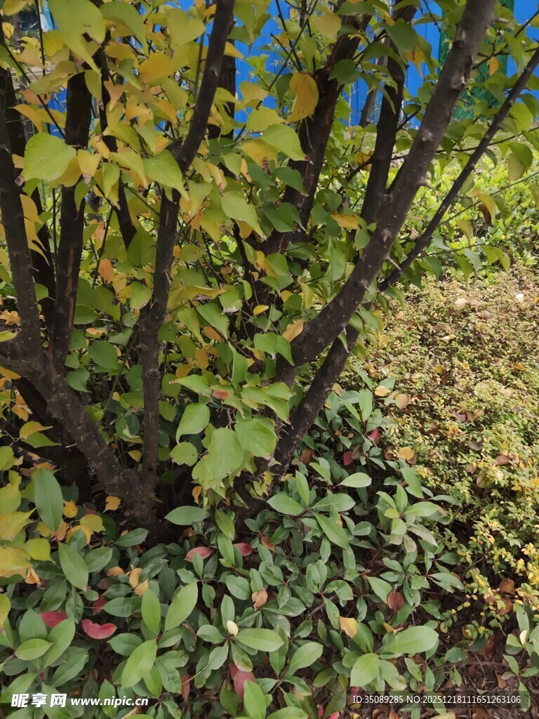 秋日林下植物景致