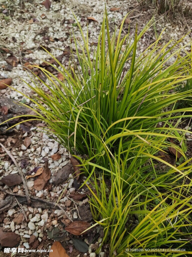 翠绿草丛中的碎石景观