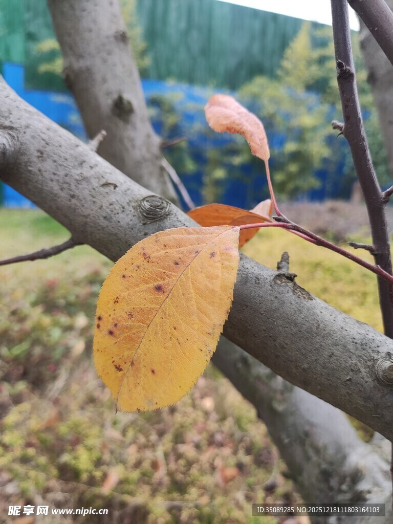 枝头秋叶尽显秋之韵味