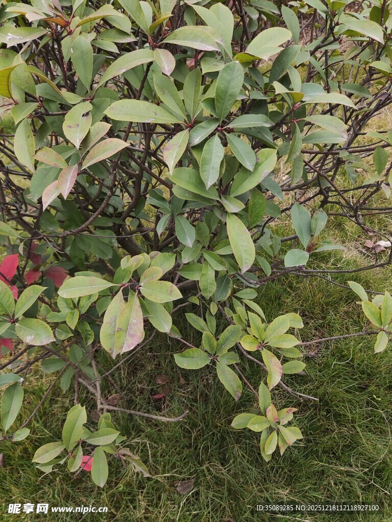 绿叶间的红色果实