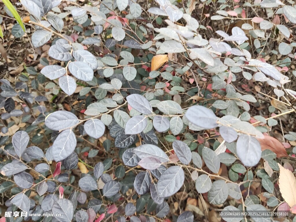 地面上的灰绿色叶片植物