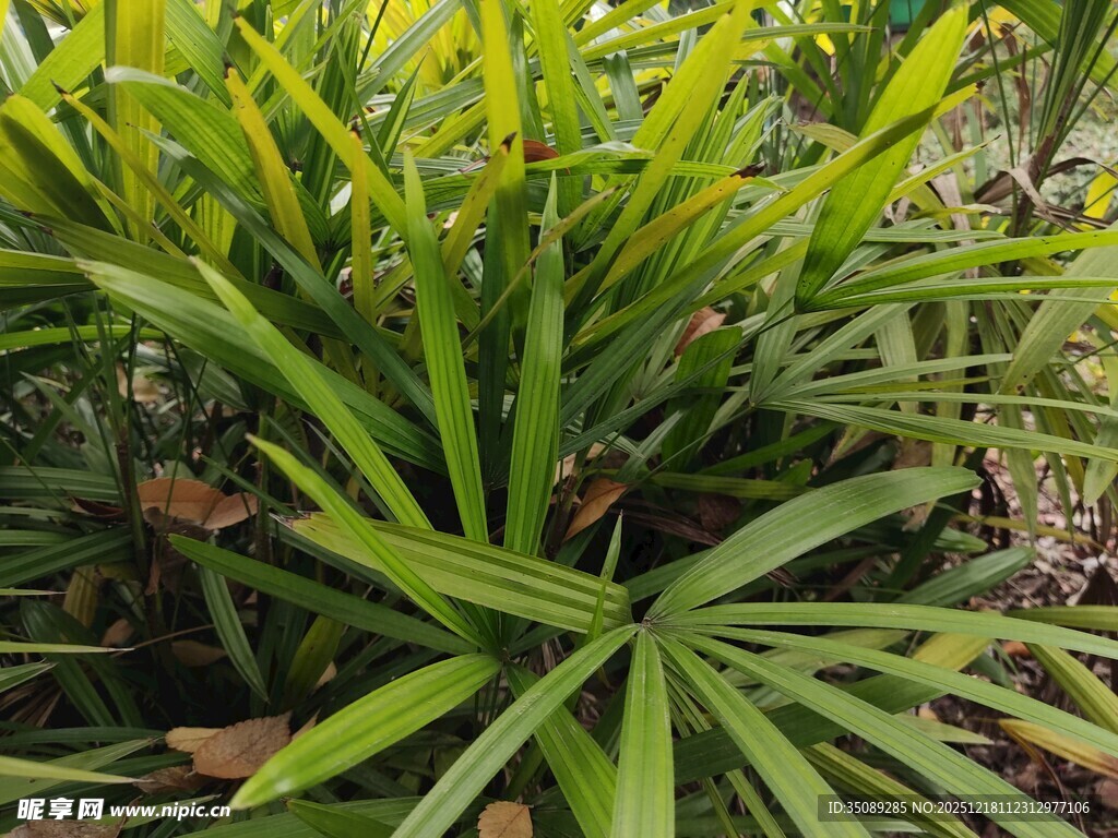 翠绿棕竹植物特写