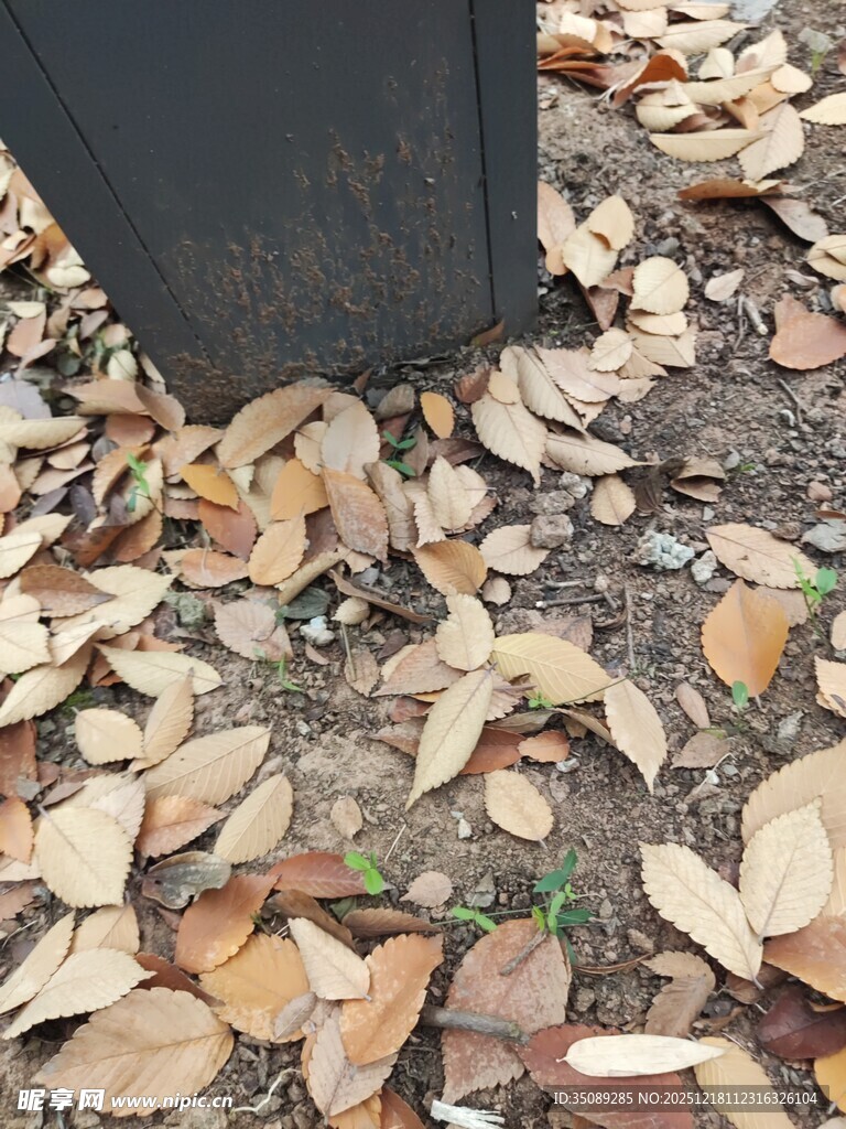 地面落叶堆积景象