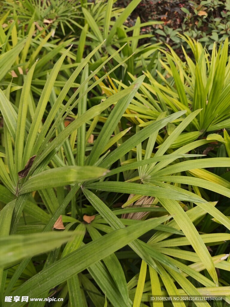 翠绿舒展的细长叶片植物