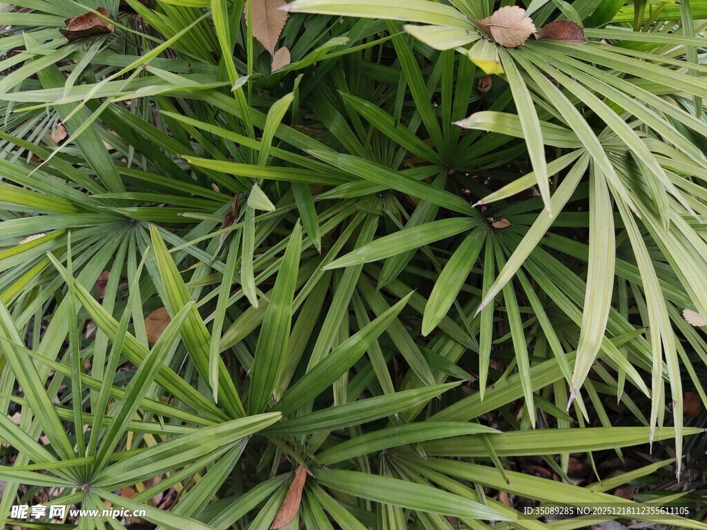 翠绿舒展的羽状植物叶片