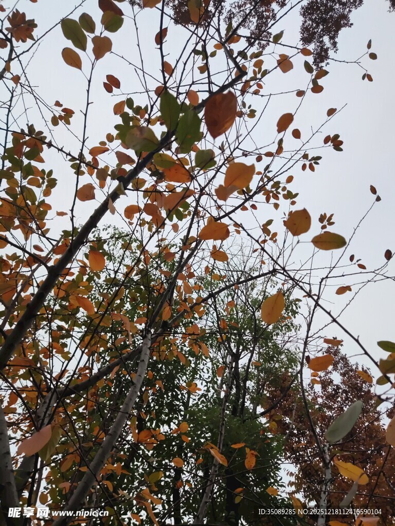 秋日枝头斑斓树叶