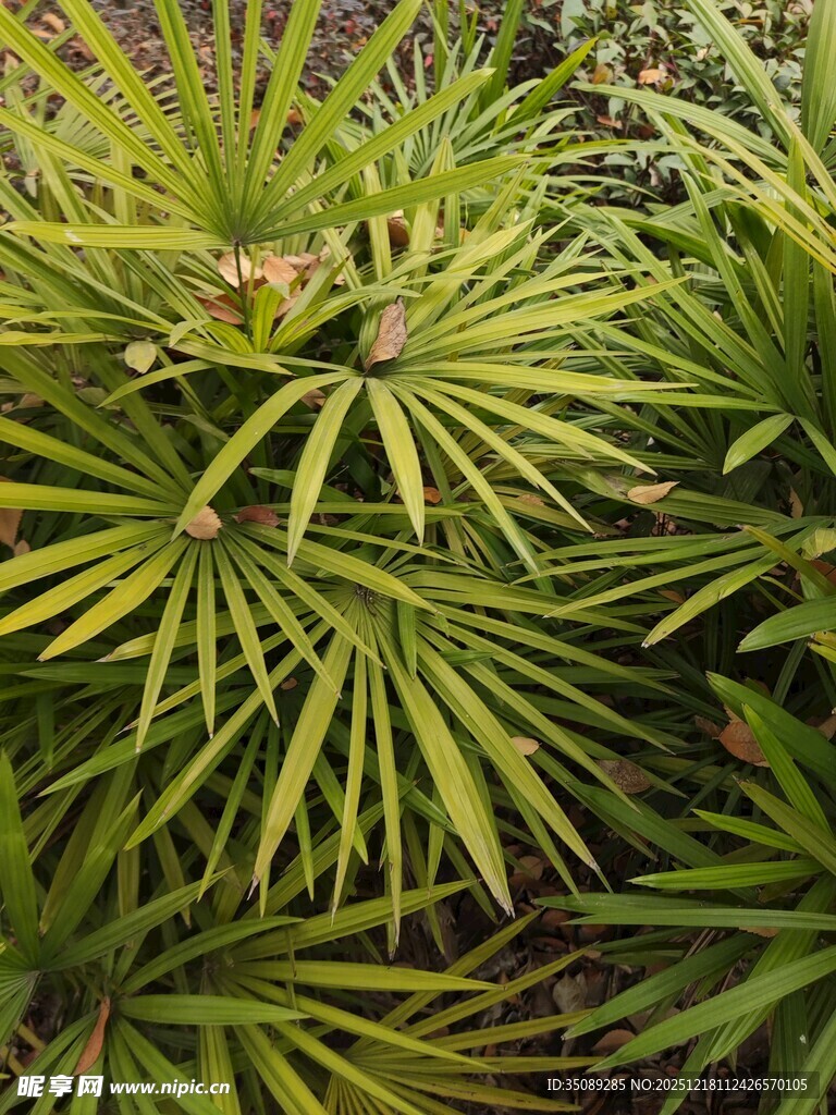 翠绿棕竹植物特写