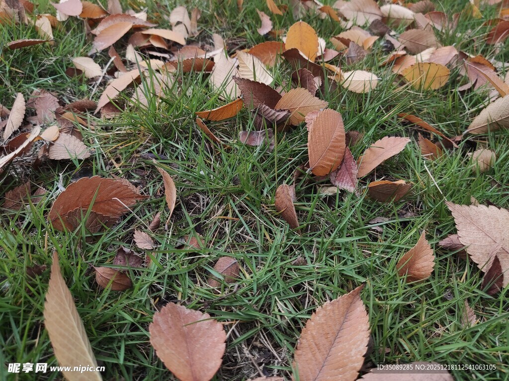 草地上的缤纷落叶