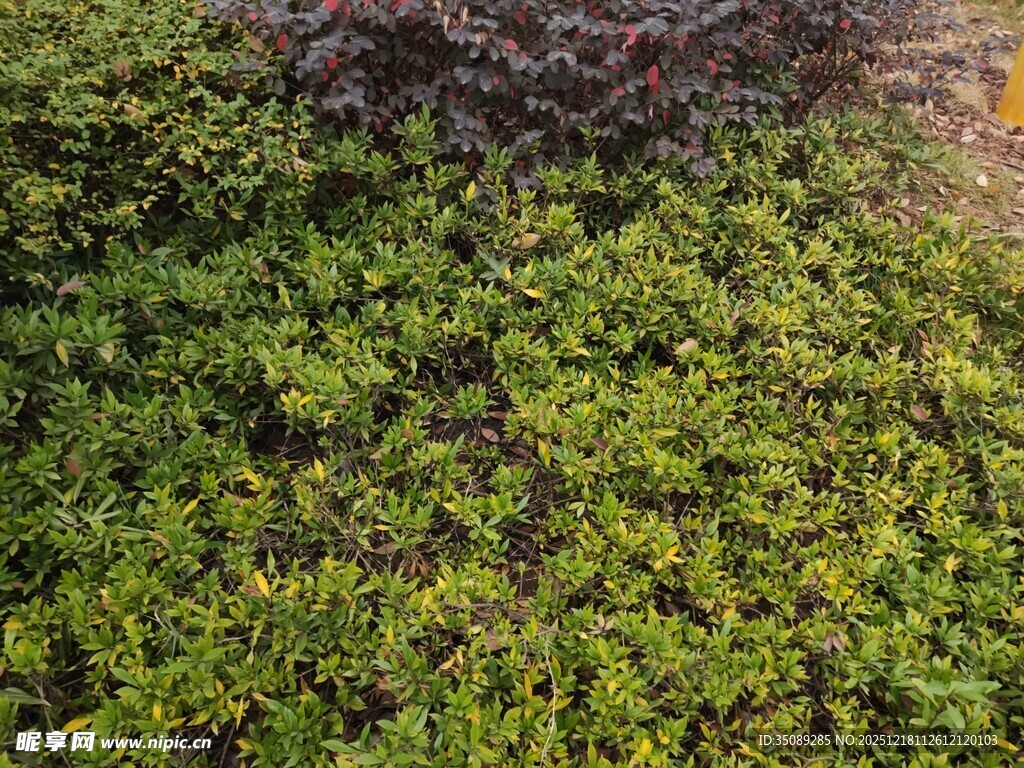 翠绿繁茂的低矮植物景观