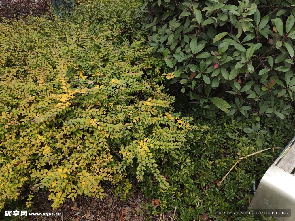 绿叶繁茂的灌木丛