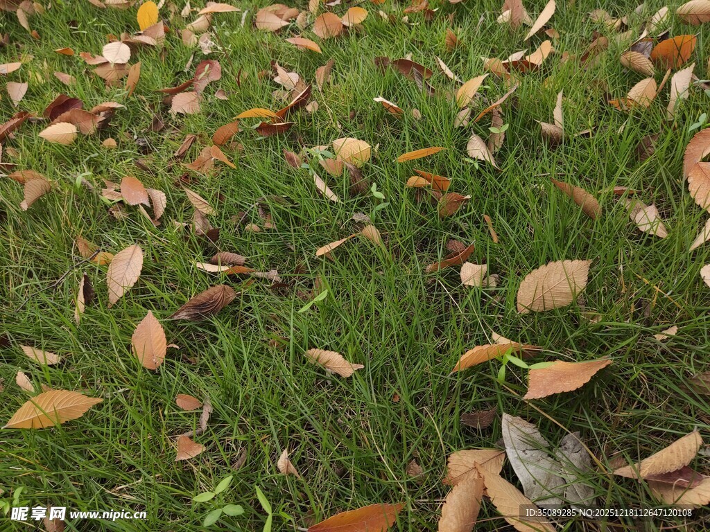 草地上的缤纷落叶