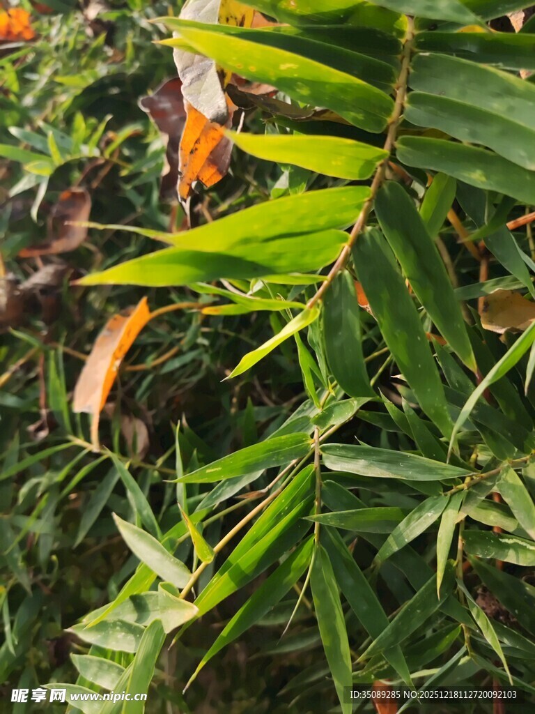 翠绿繁茂的热带植物枝叶