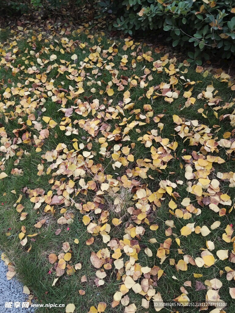 落叶铺地的静谧景象