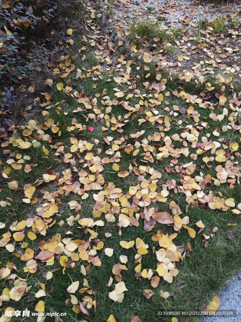 秋日落叶铺满地面景象