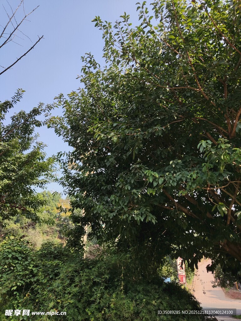 绿树成荫的户外景致