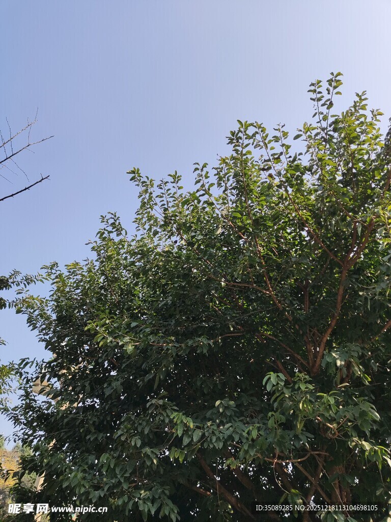 蓝天映衬下的繁茂绿树