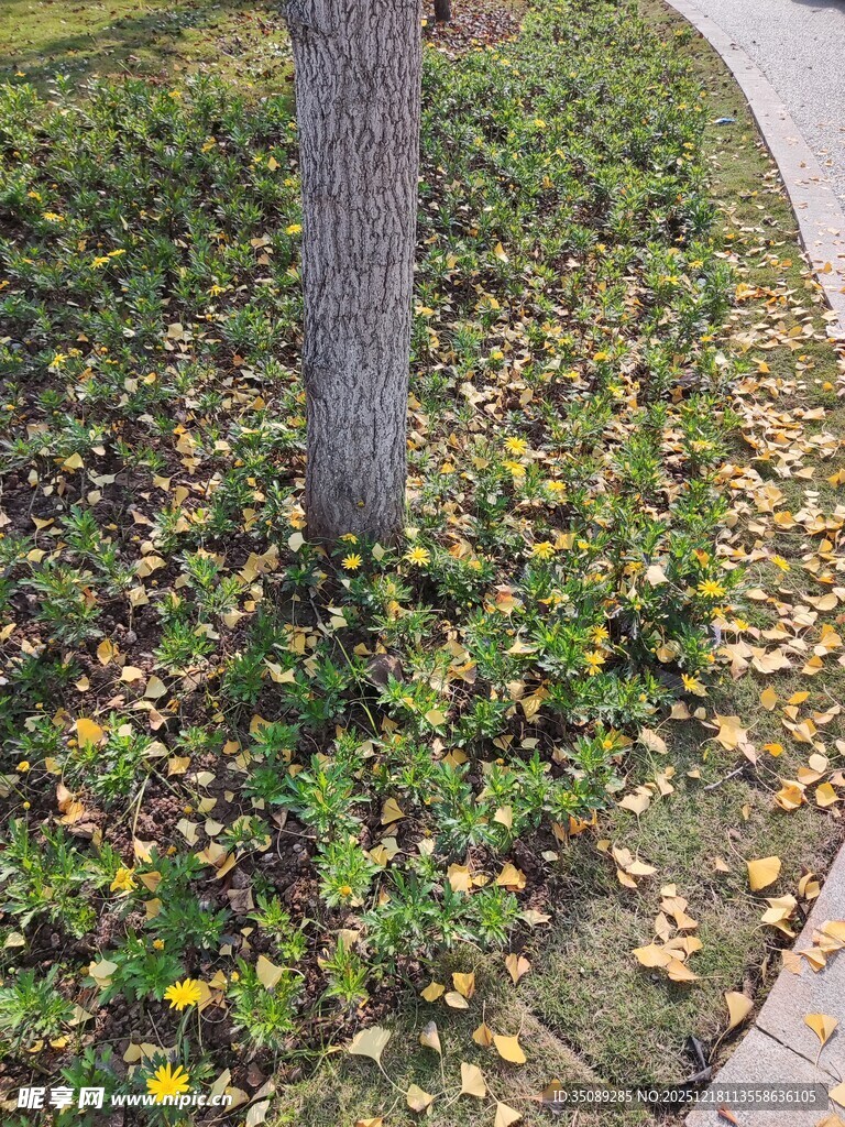 树下花草与落叶的景致