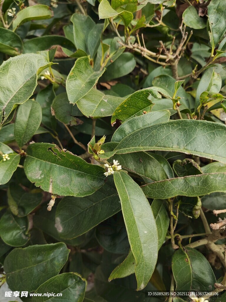 绿叶丛中的细小花朵