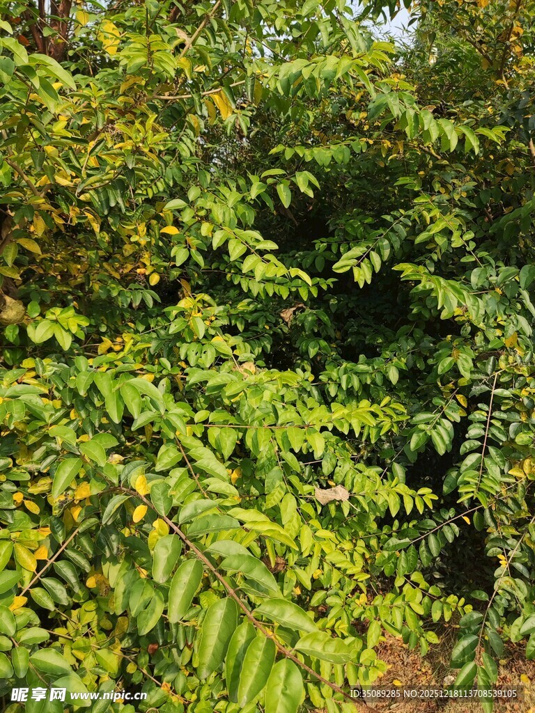 茂密翠绿的林间植物景观