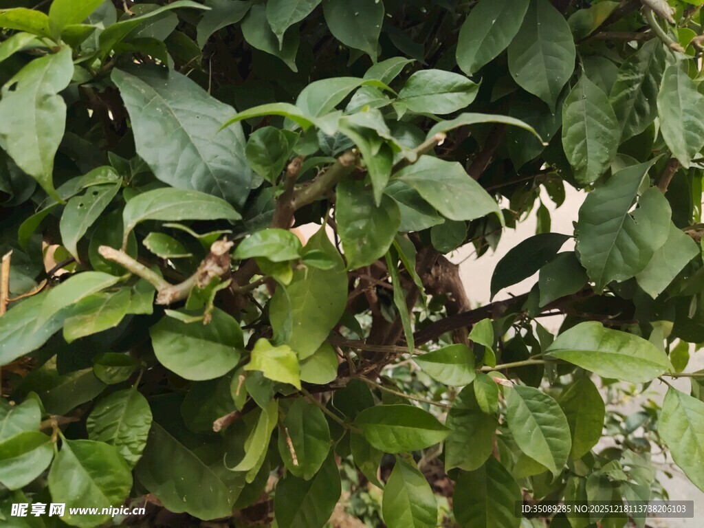 绿叶繁茂的植物景象