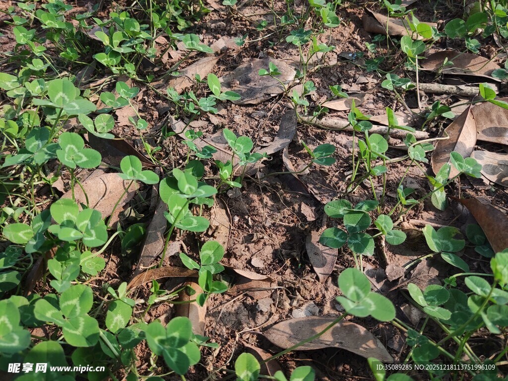 地面上的绿植与枯叶