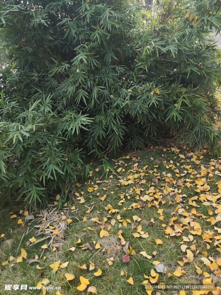 秋日落叶铺地的静谧角落