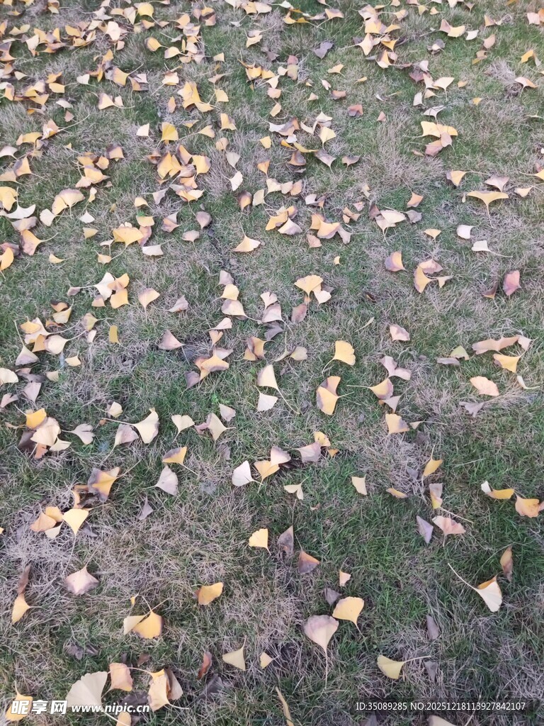 秋日草地落叶景致