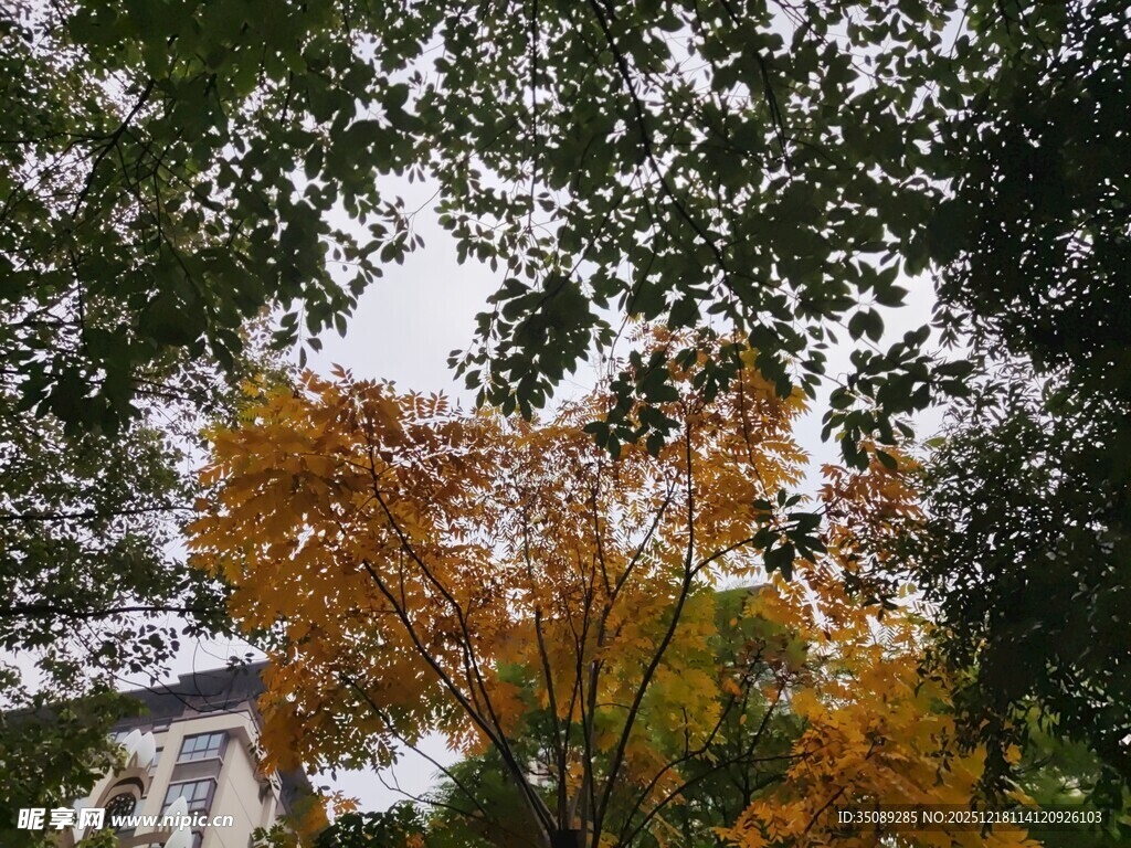 秋日树梢斑斓景致