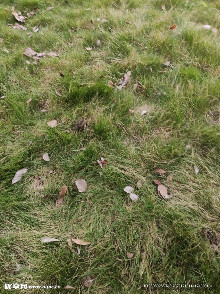 地面上的绿草与落叶