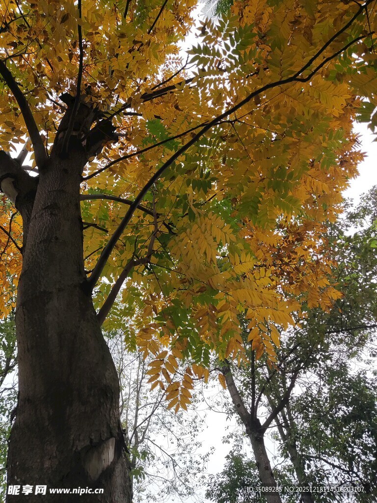 秋日挺拔大树与斑斓树叶