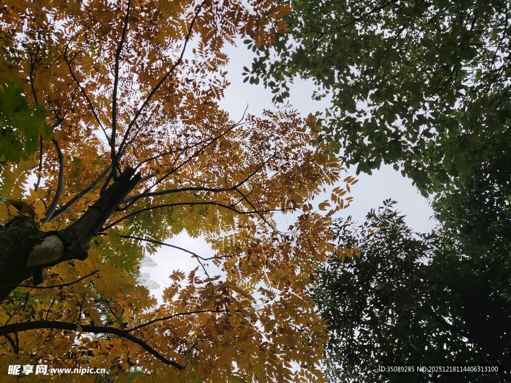 秋日树冠下的斑斓景致