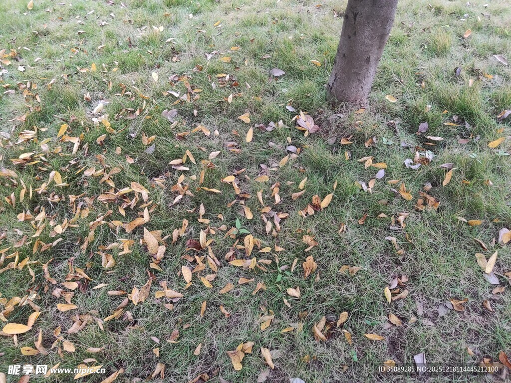 树下草地散落枯黄树叶