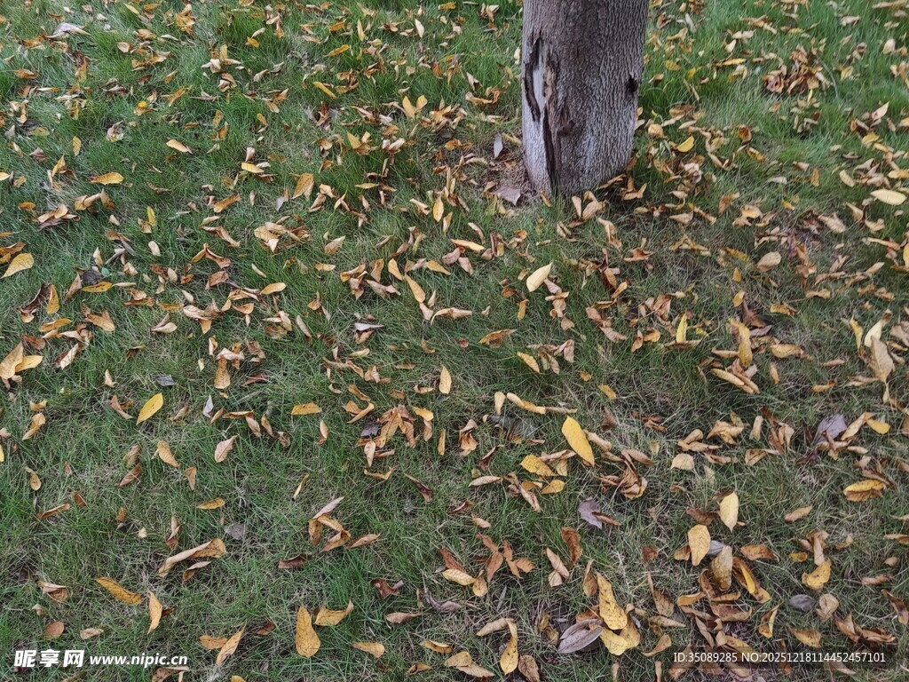 树下落叶铺就秋景画面