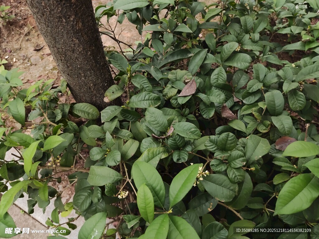 树下繁茂绿植与白花