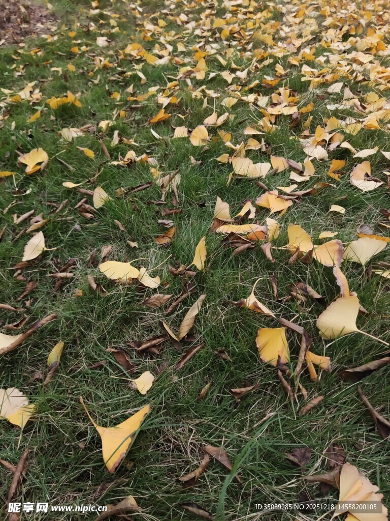 草地散落金黄银杏叶片