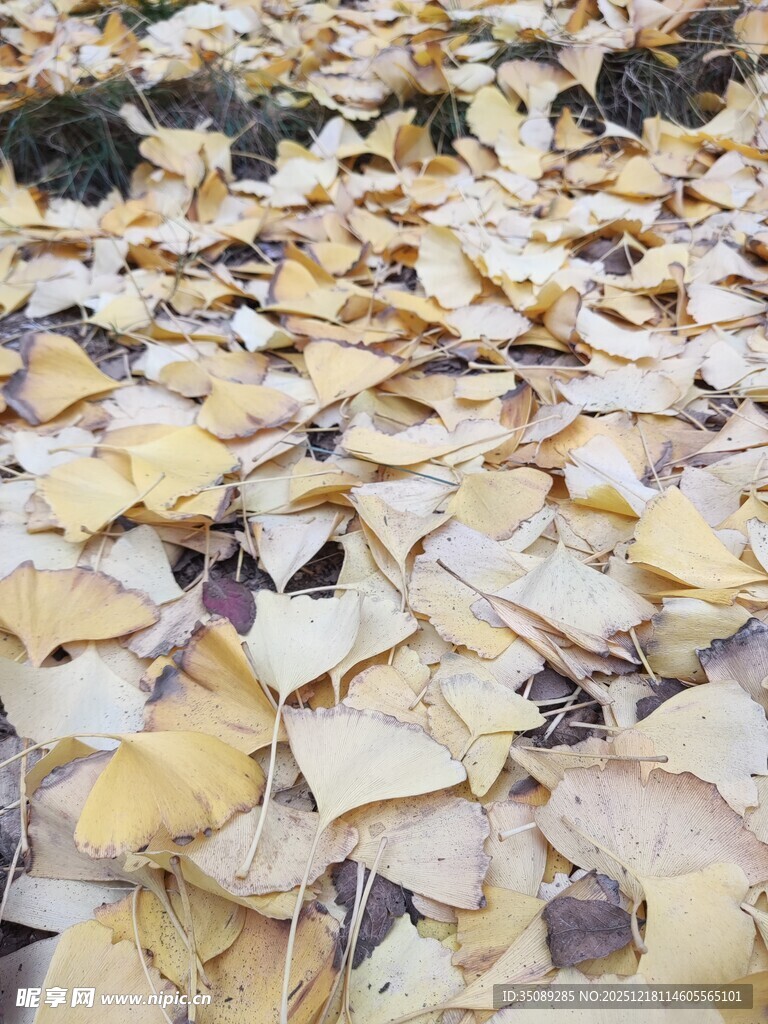 金黄落叶铺满地面美景