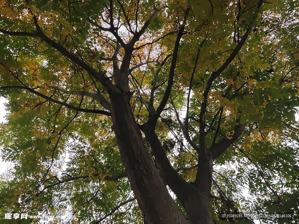 秋日繁茂大树景象