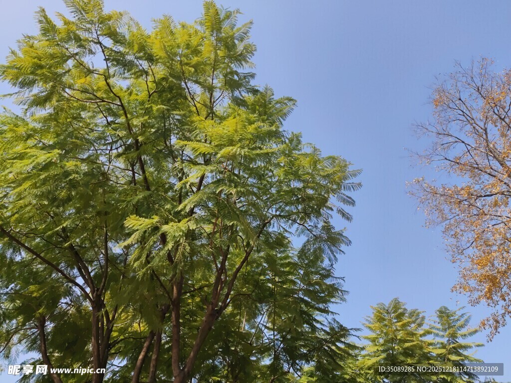 蓝天映衬下的葱郁树木