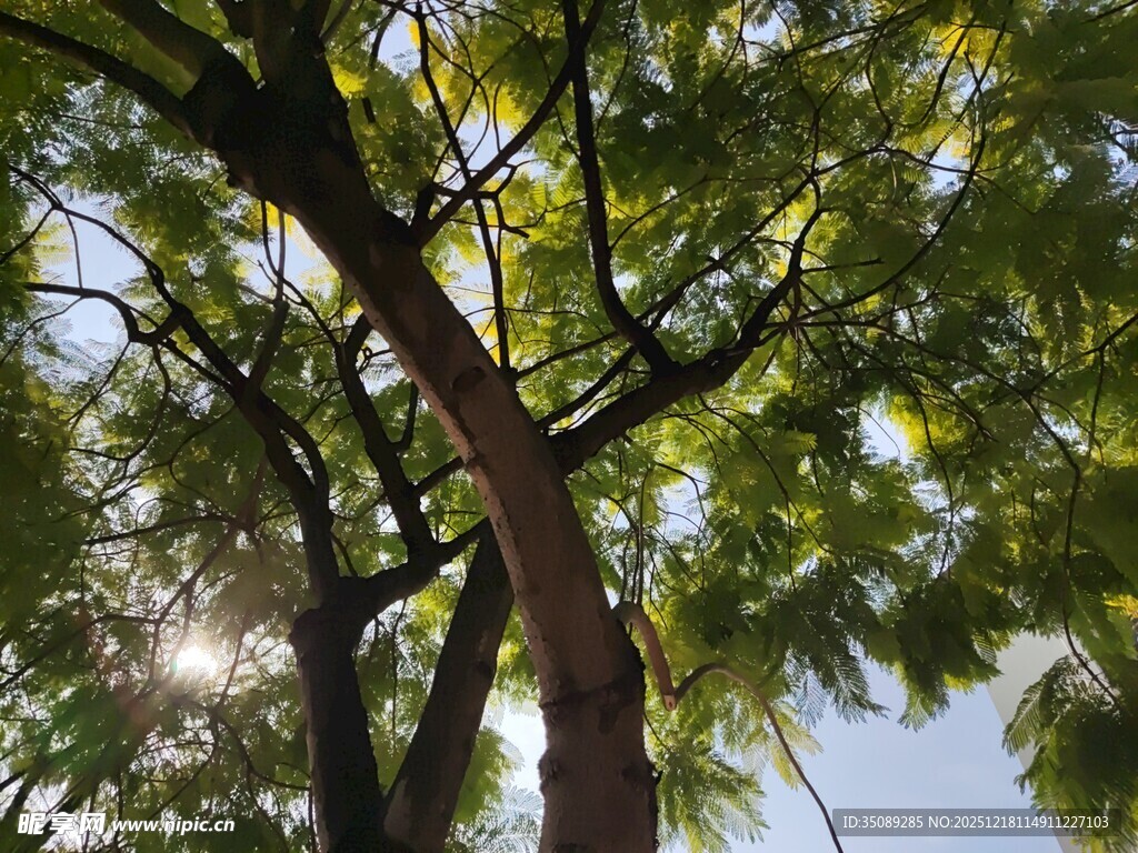 阳光下的繁茂树枝