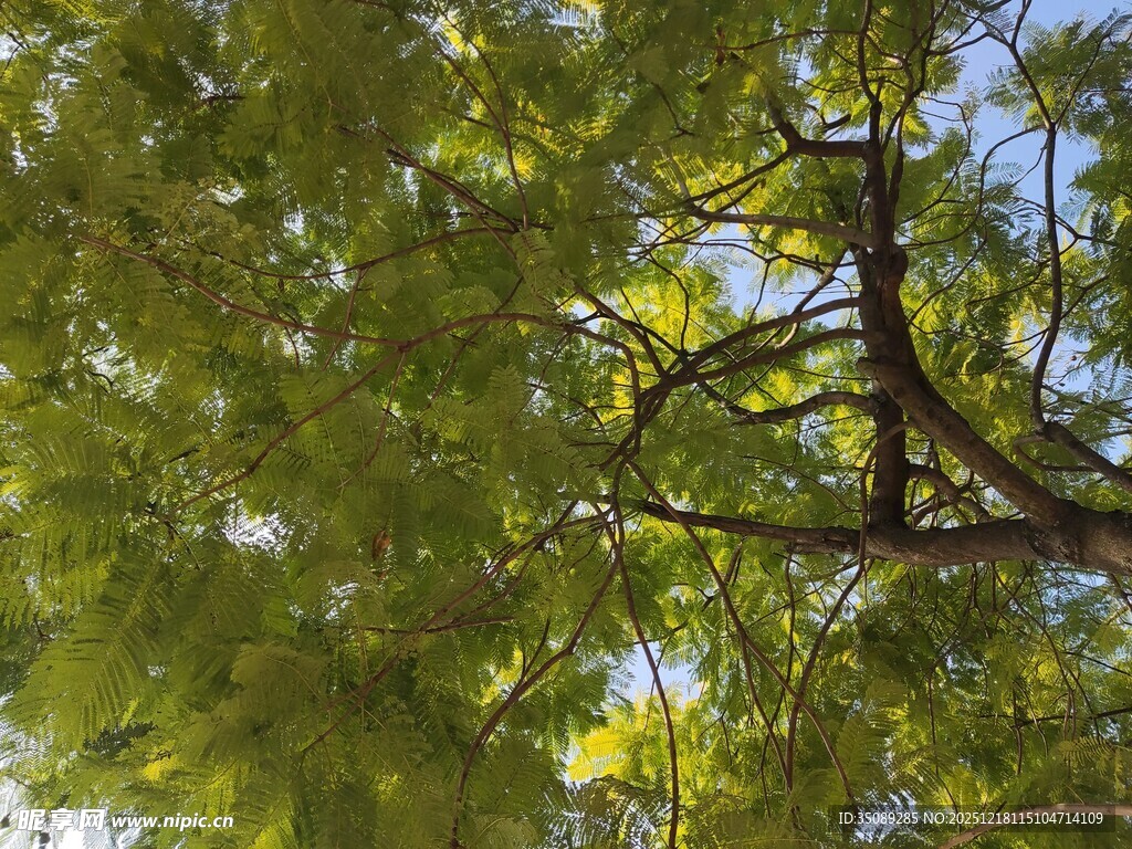 仰视翠绿繁茂的树枝