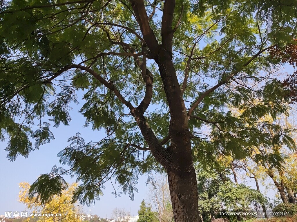 阳光下的茂盛大树