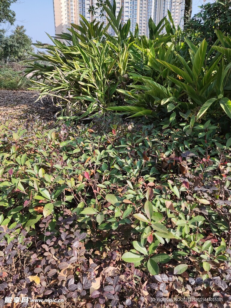 户外绿植与碎石景观