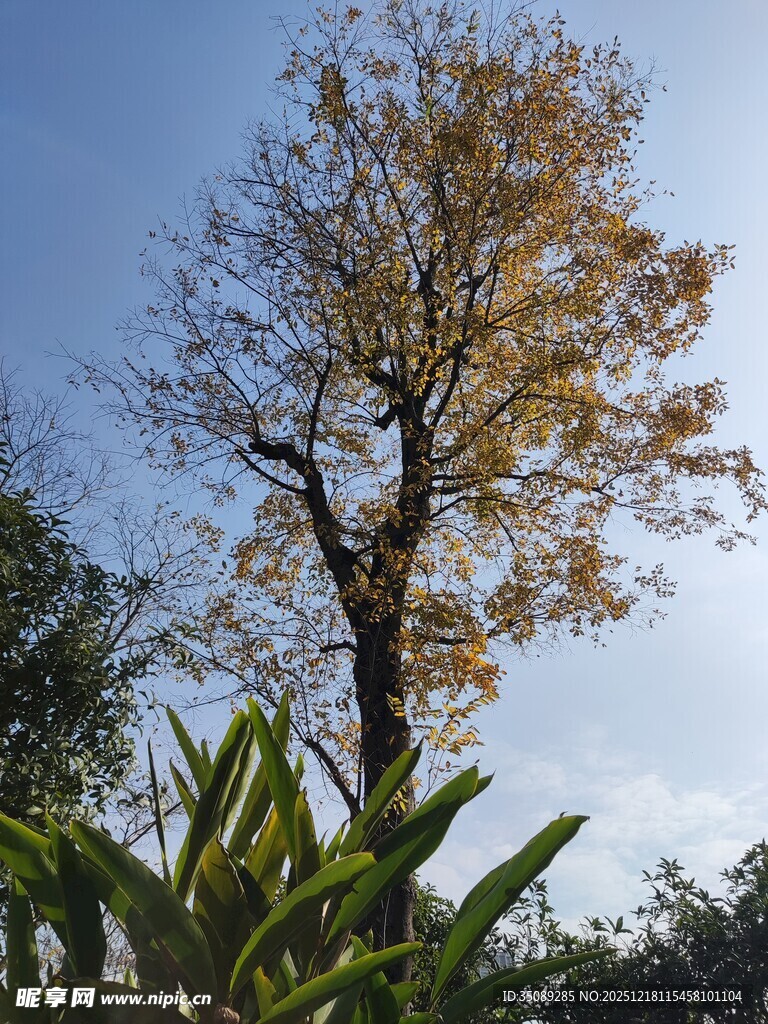 秋日孤树枝叶染黄