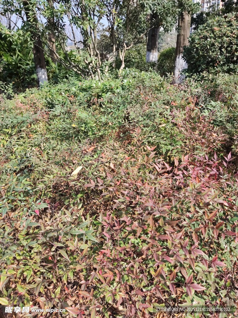 多彩植被覆盖的自然坡地