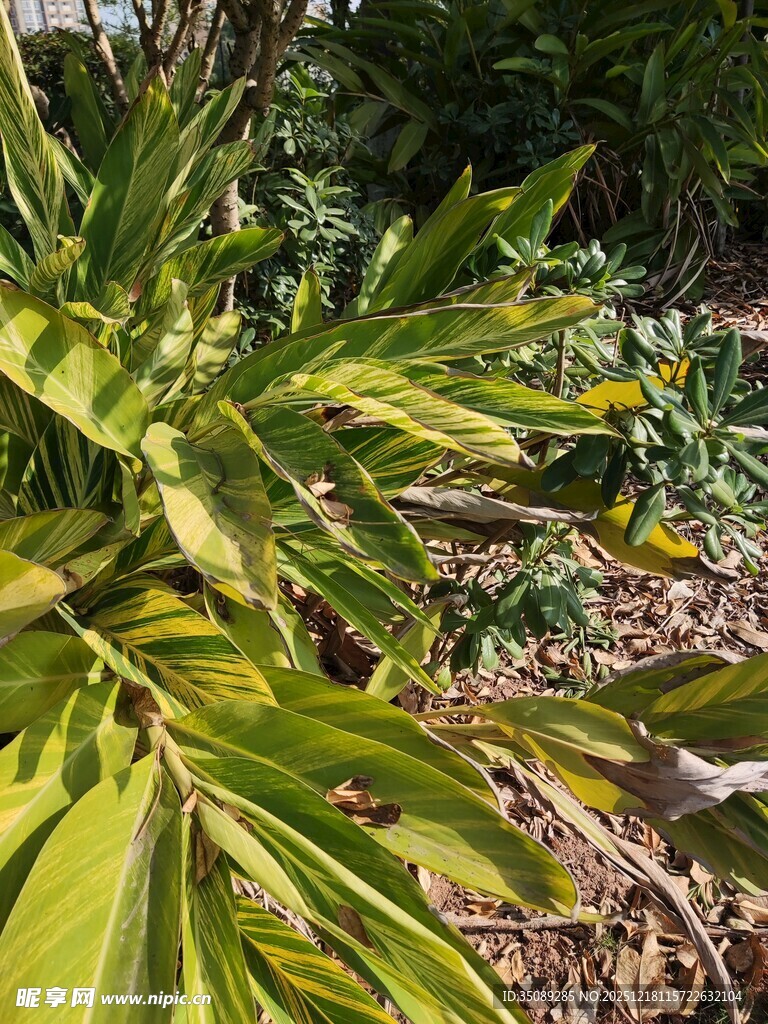 翠绿植物展现自然生机