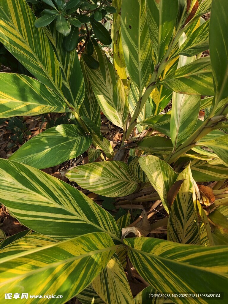 斑斓条纹绿植特写