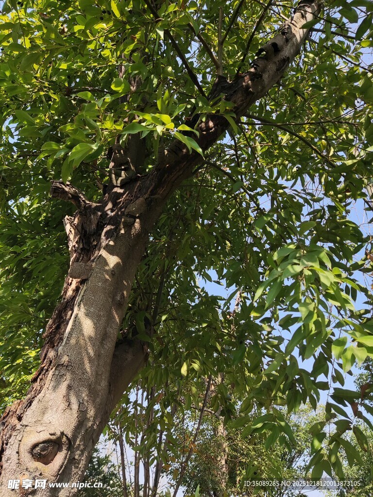 粗壮古树立于葱郁枝叶间