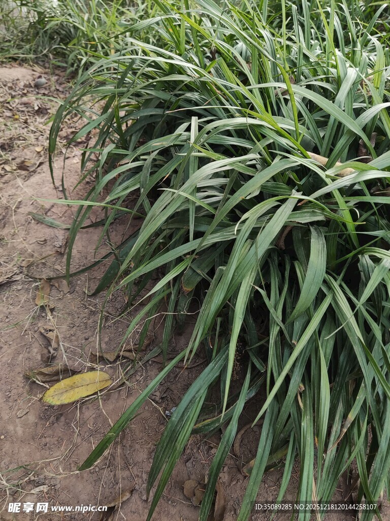 田间葱郁的长条状绿叶植物