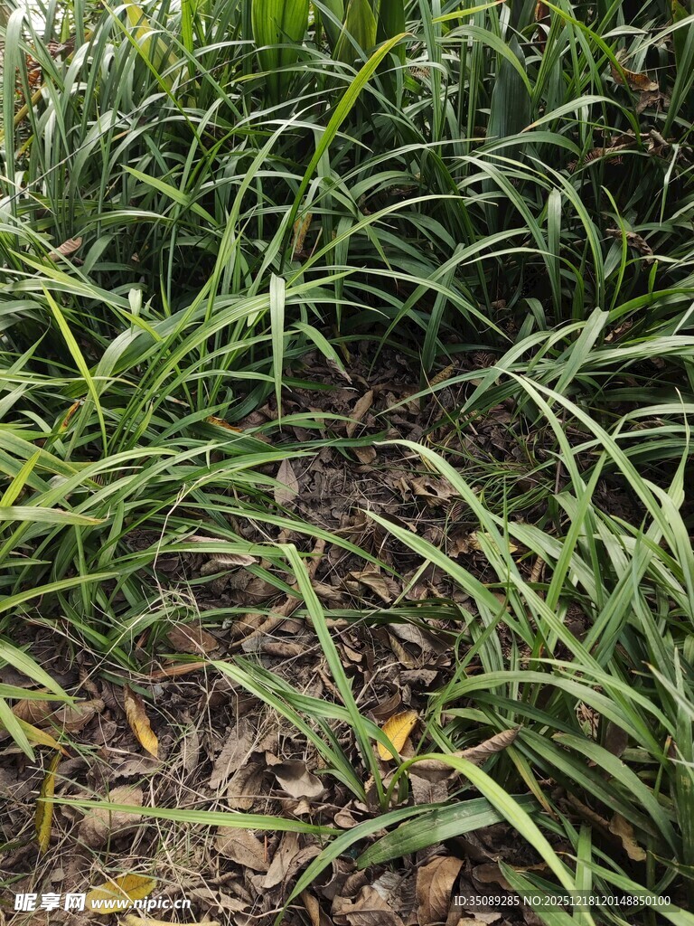 茂密葱郁的绿色植物景观