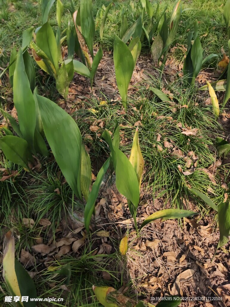 绿叶植物生机盎然景象